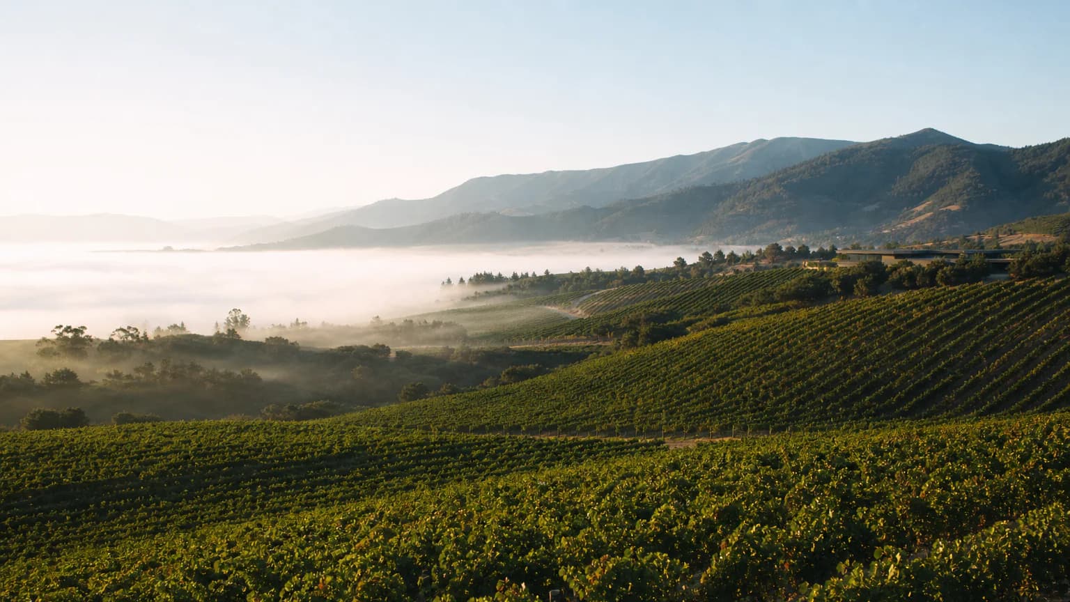 Viñedos del Valle de Casablanca entre colinas y neblina costera